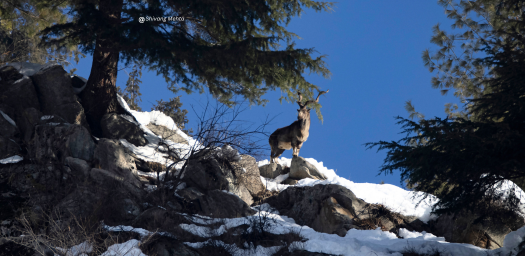 The Hornbill Action Plan