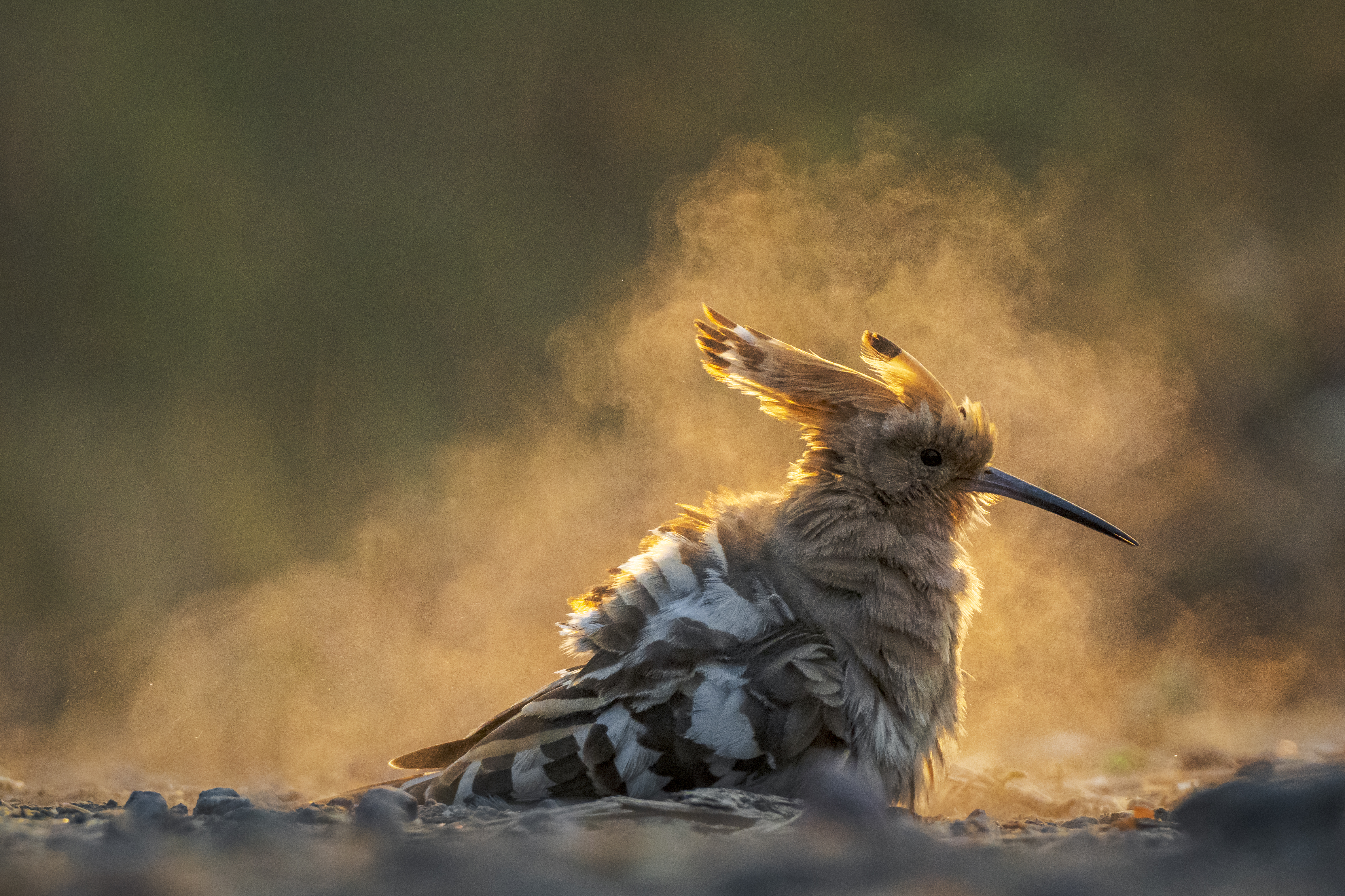 Golden Dust by Shinto K Anto
