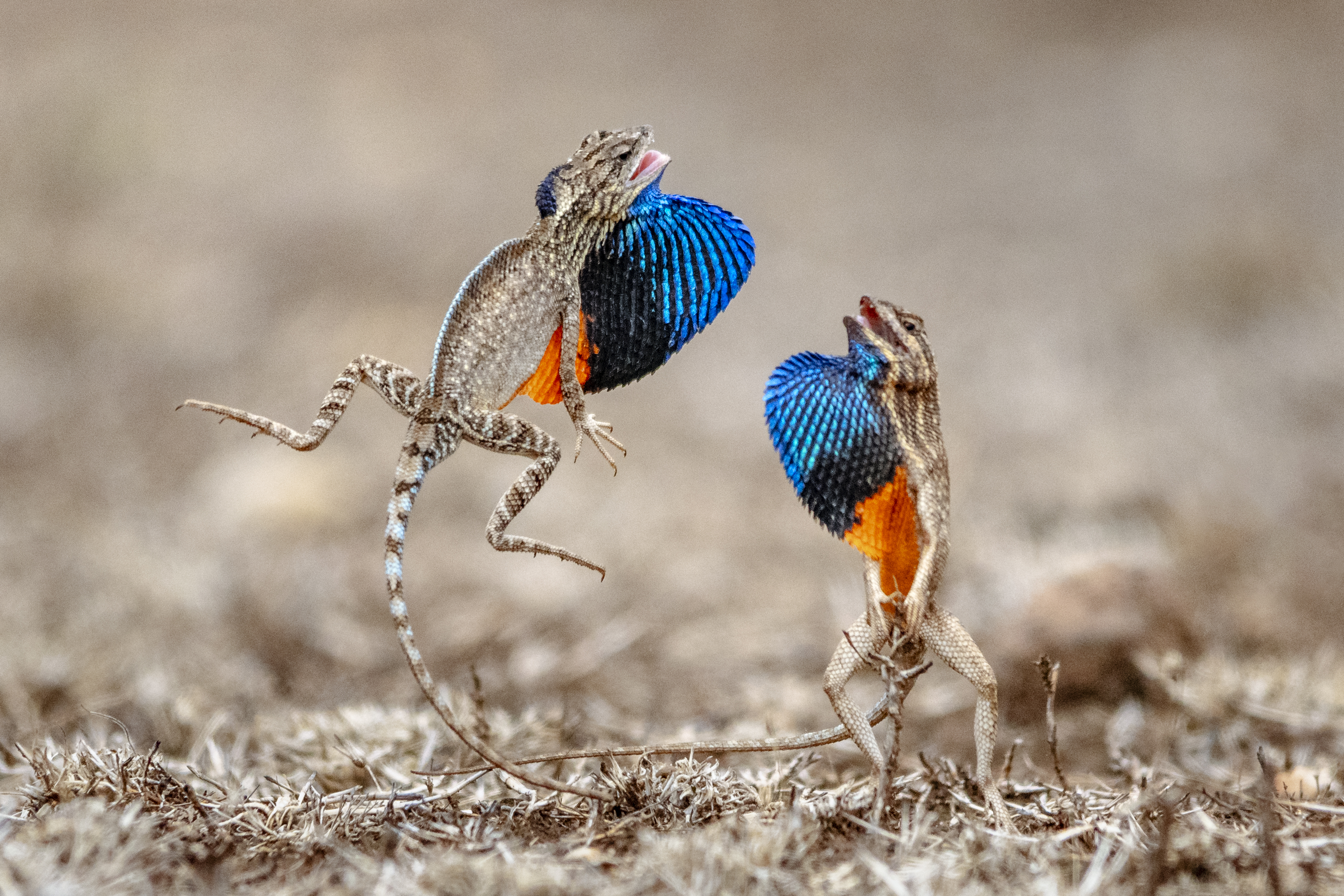 Lizard Rumble by Sarthak Agrawal
