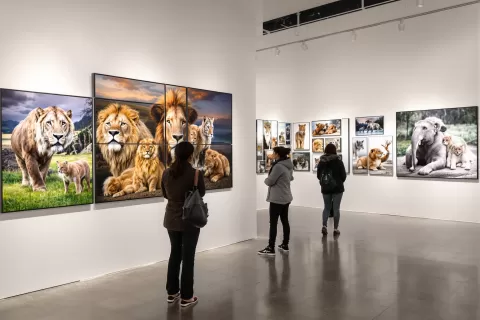 Photography Awards