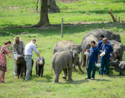 Elephants in the wild