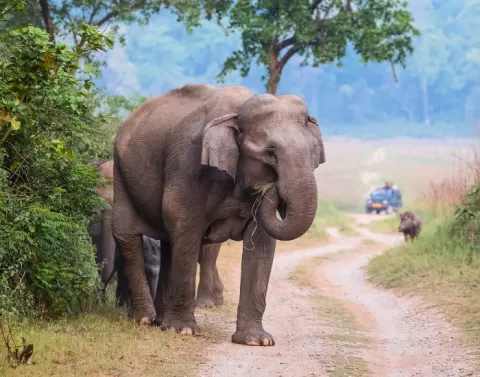 Elephants in the wild