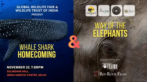 Whale Shark Homecoming and Way of the Elephants
