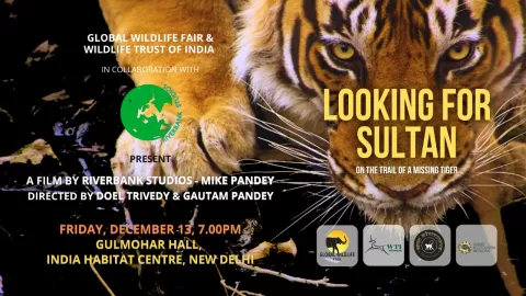 Looking for Sultan
