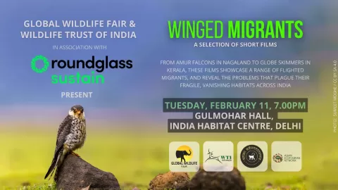 Winged Migrants: A Selection of Short Films